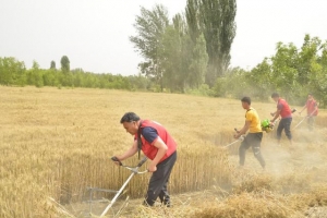 新疆洛浦三夏最美的田间志愿红