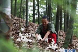 贵州赤水：发展林下经济 助山区农民增收