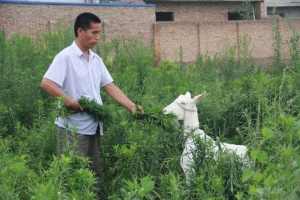 脱贫路上一个不能少 身残志坚不言弃 自力更生撑起脱贫梦 ...