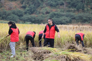 天台南屏：秋天里的一抹红——党员志愿“助农收割”助力精准扶贫 ...
