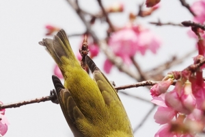 广西南宁：绣眼鸟“恋”樱花