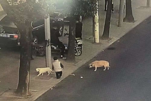浙江3岁男孩走丢，从小一起长大的小白狗一直默默跟随保护 ...