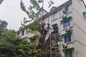 公益头条热点：小区枯树存隐患 社区为民除困扰