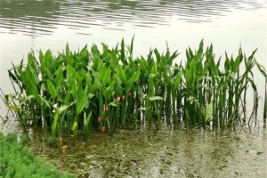 警惕！贵阳花溪出现“外来入侵生物”，危害大、不能吃 ...