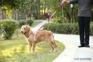 长春市养犬管理条例来了！应该怎么养，哪些不能养，哪些行为将被处罚？ ...