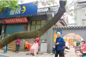 西安东一路上歪脖树成人行道“拦路虎”行人不小心就撞上 ...