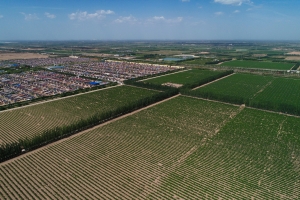 宁夏开展葡萄酒产业用地确权登记 苗木数量等将资产化 ...