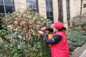 抗雪护绿巡查 守护虎年第一春